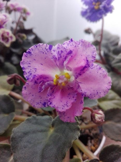 5 feb - ZZ Playful Spectrum