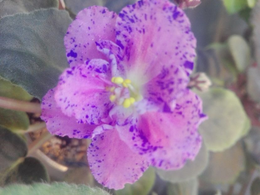 8 feb - ZZ Playful Spectrum