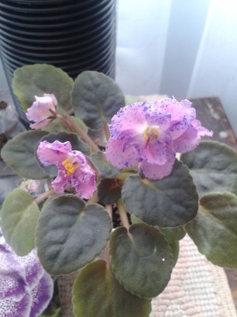 12 feb - ZZ Playful Spectrum