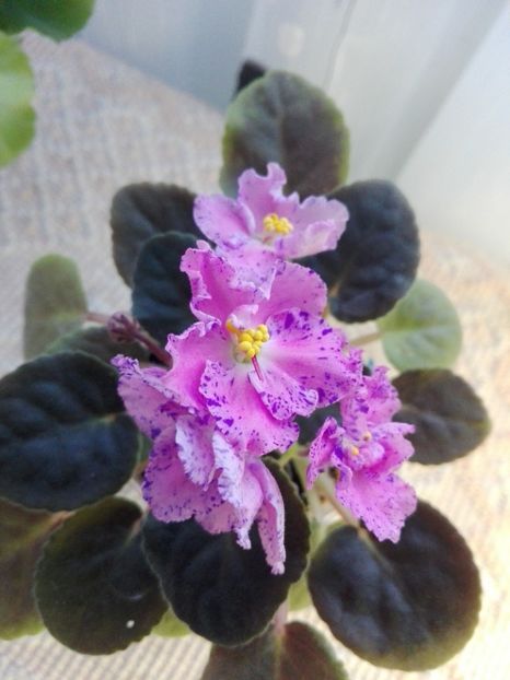 13 feb - ZZ Playful Spectrum