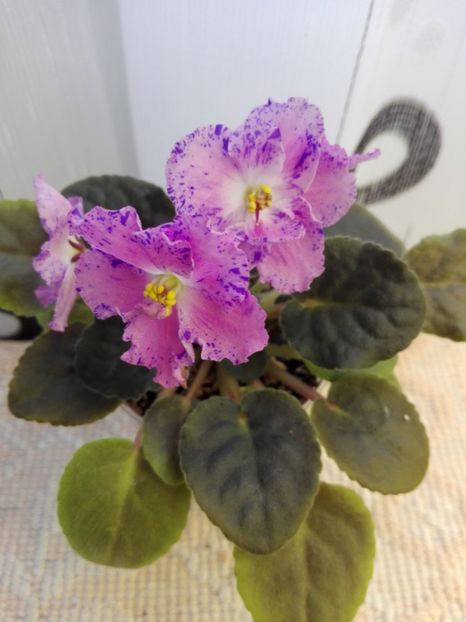 16 feb - ZZ Playful Spectrum