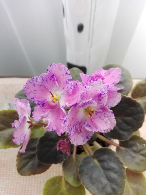 19 feb - ZZ Playful Spectrum