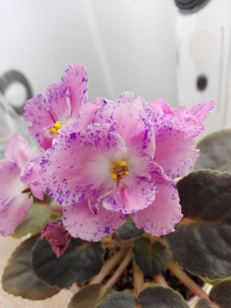 19 feb - ZZ Playful Spectrum