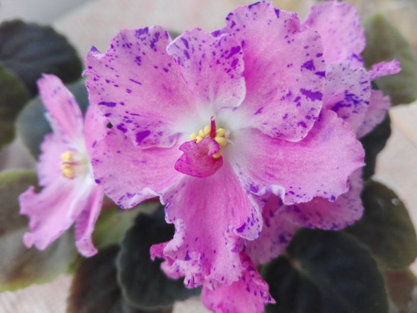 22 feb - ZZ Playful Spectrum