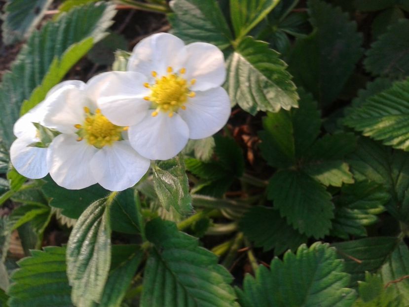 Fotografie0646 - 0 Fragi de gradina