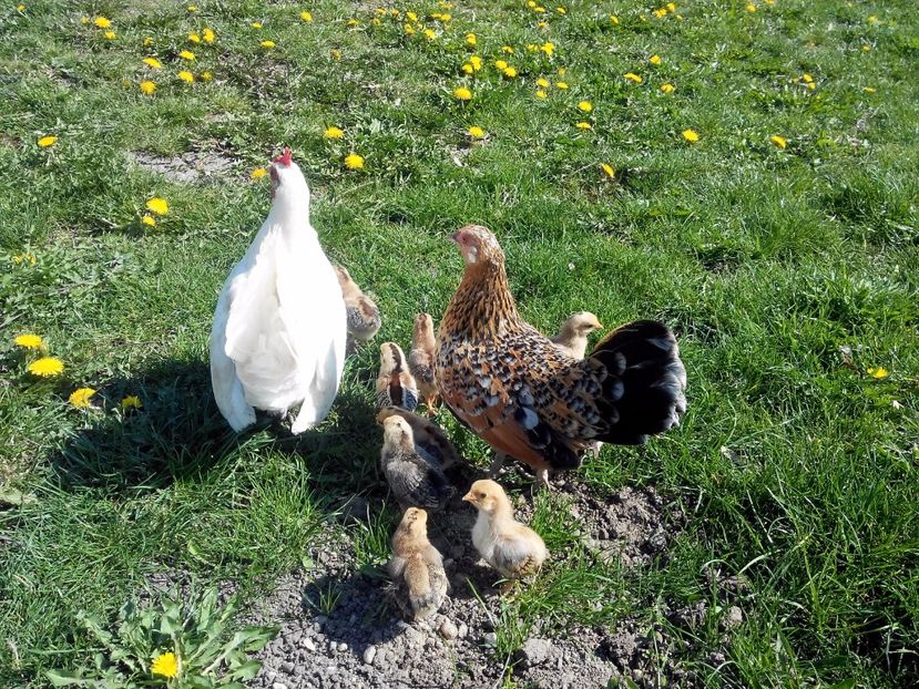 doua clote la plimbare - FREE RANGE