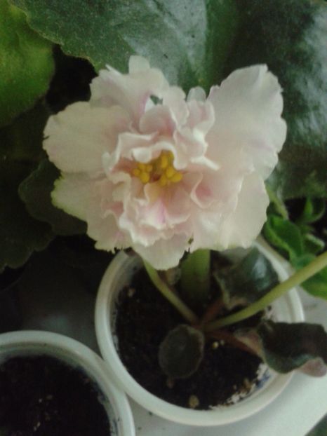 6 martie - ZZ LE Sashenka