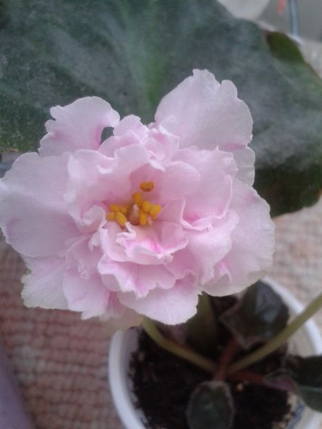 8 martie - ZZ LE Sashenka