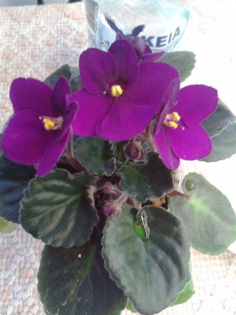 2 feb - AA VIOLETE de COLECTIE