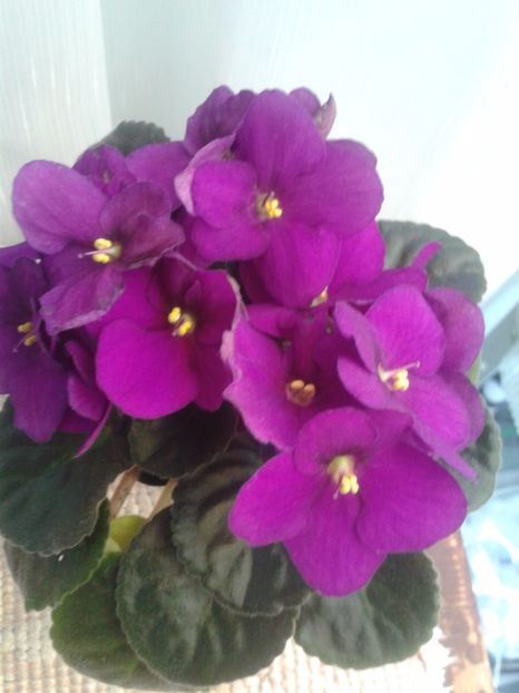 6 mar - AA VIOLETE de COLECTIE