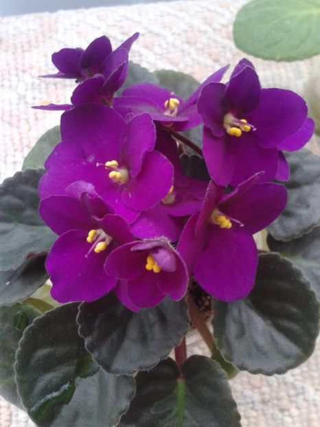 12 feb - AA VIOLETE de COLECTIE