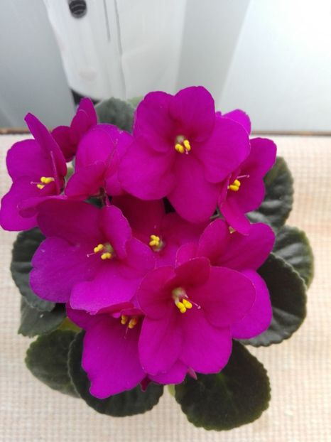 19 feb - AA VIOLETE de COLECTIE