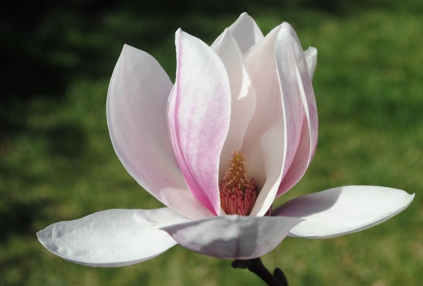 Magnolia soulangeana - 2017 plantele mele
