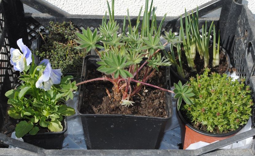 de plantat.. - 2017 plantele mele