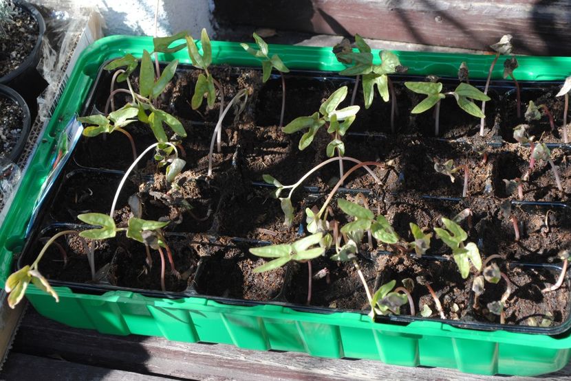 zorele Heavenly Blue - rasad - 2017 plantele mele