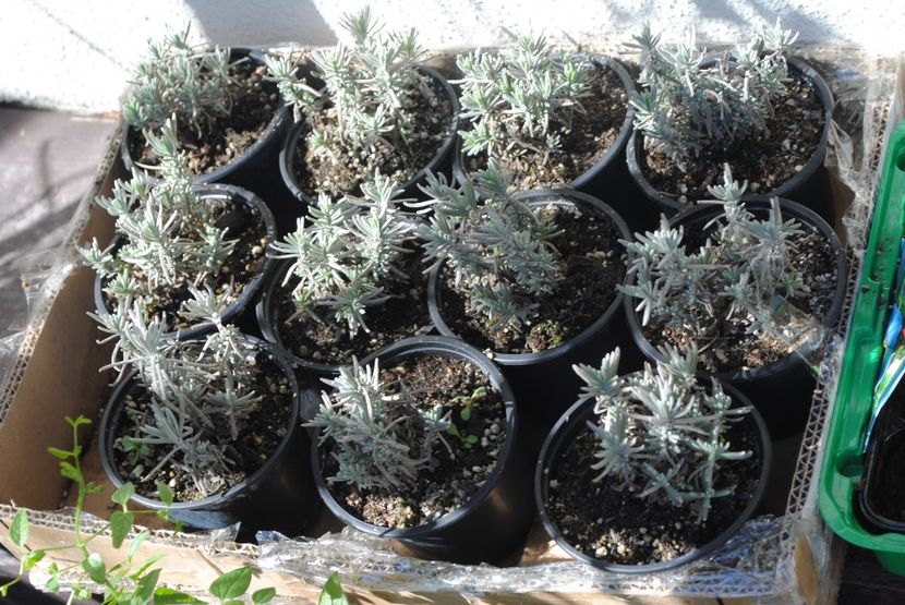 avandula-angustifolia-hidcote-compact - 2017 plantele mele