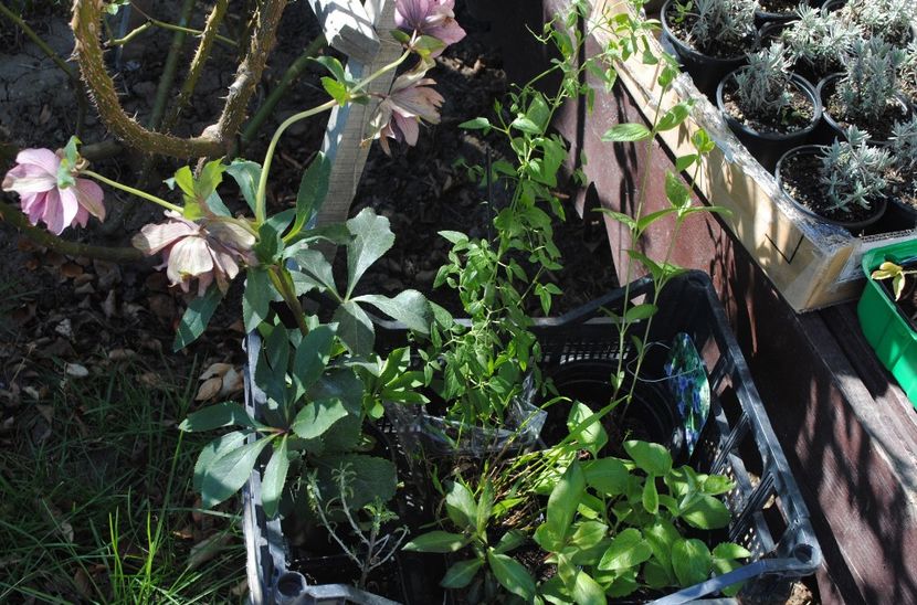  - 2017 plantele mele