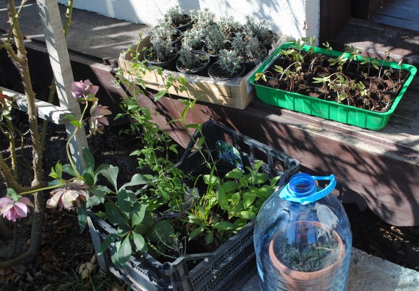  - 2017 plantele mele