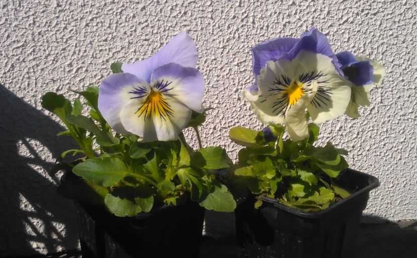  - 2017 plantele mele