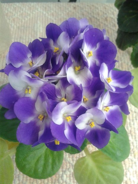 6 mar - AA VIOLETE de COLECTIE