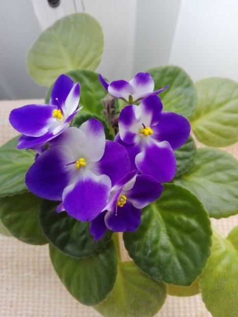 19 feb - AA VIOLETE de COLECTIE