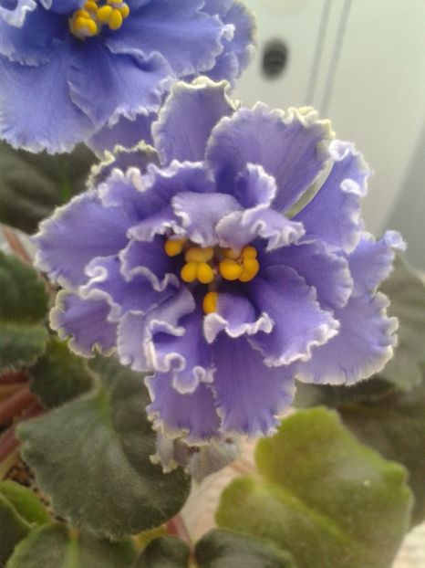 4 feb - ZZ Ruffled Skies