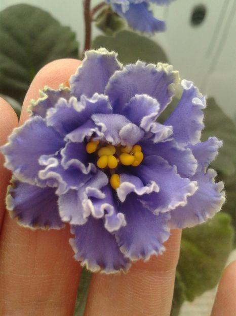 4 feb - ZZ Ruffled Skies