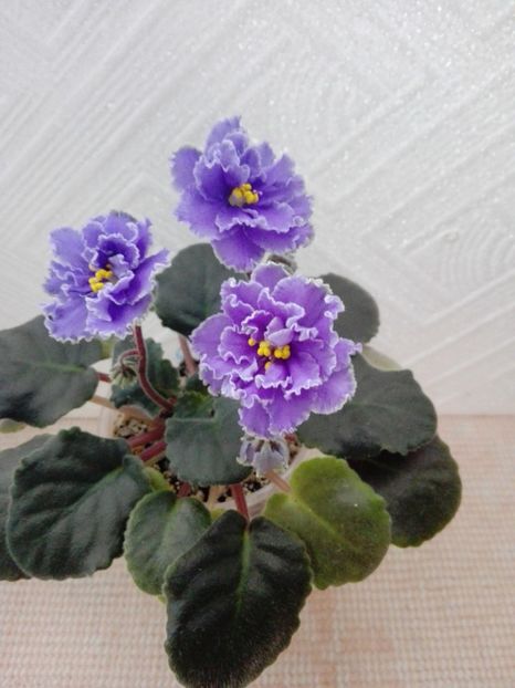 5 feb - ZZ Ruffled Skies