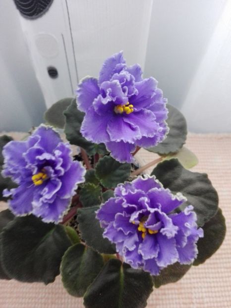 5 feb - ZZ Ruffled Skies