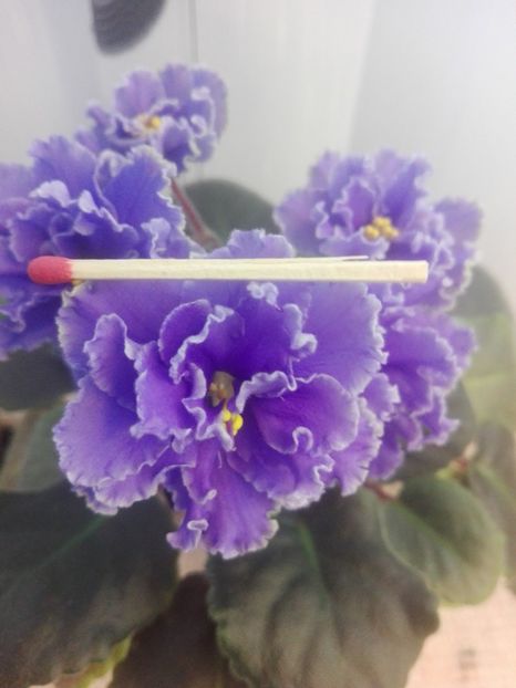 8 feb - ZZ Ruffled Skies