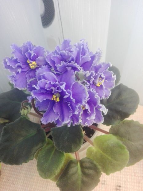 8 feb - ZZ Ruffled Skies