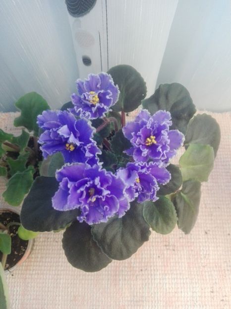 8 feb - ZZ Ruffled Skies