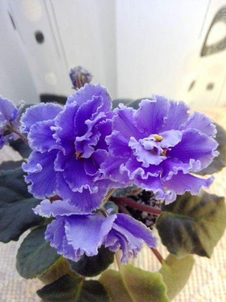 13 feb - ZZ Ruffled Skies