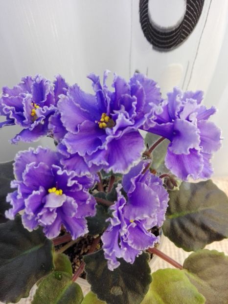 16 feb - ZZ Ruffled Skies