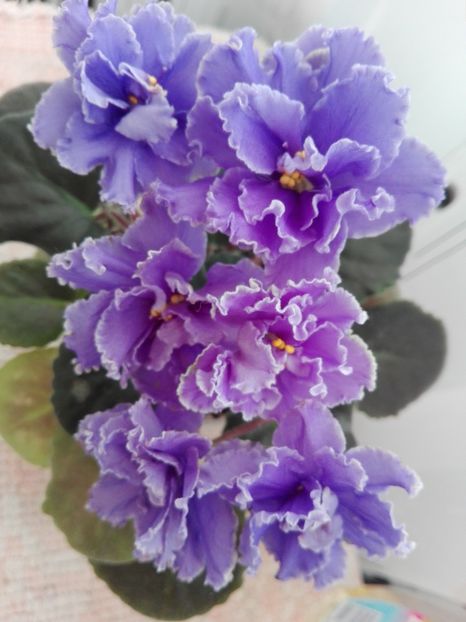 22 feb - ZZ Ruffled Skies