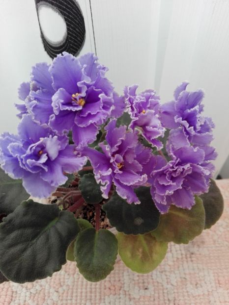 22 feb - ZZ Ruffled Skies