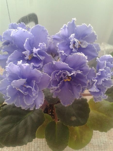 24 feb - ZZ Ruffled Skies