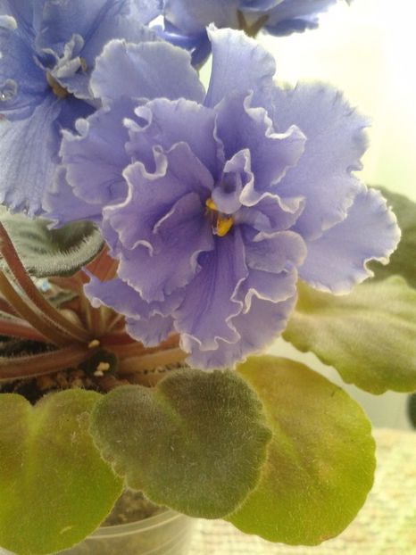 7 martie - ZZ Ruffled Skies