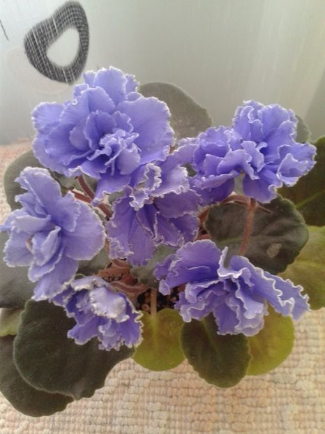 7 martie - ZZ Ruffled Skies