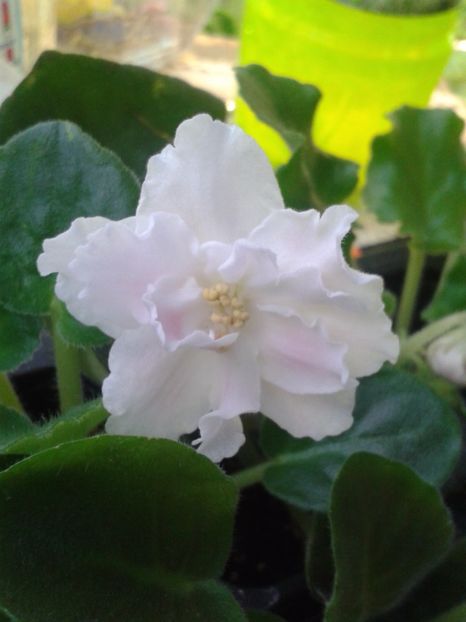 18 martie - ZZ RS Utonchennyi Vkus -RS Refined Taste