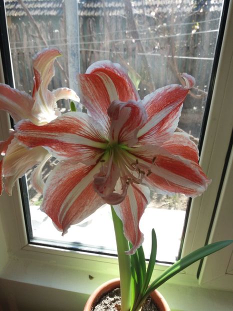  - Amaryllis