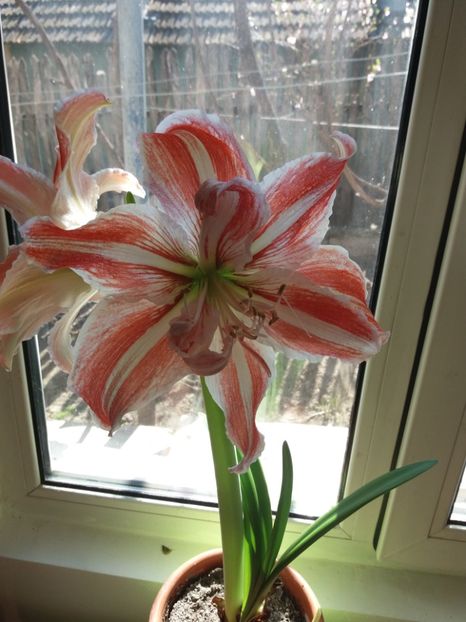  - Amaryllis