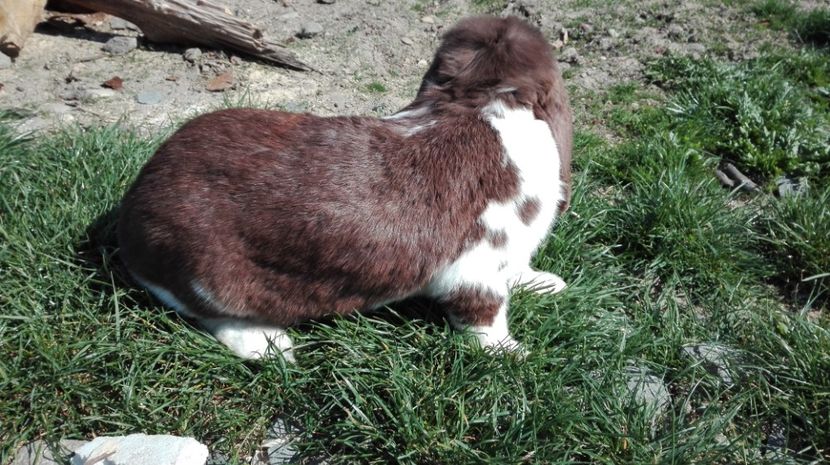  - Fem3 Havana Mantulata