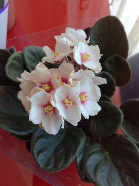 Alb centru rosu - Violetele mele