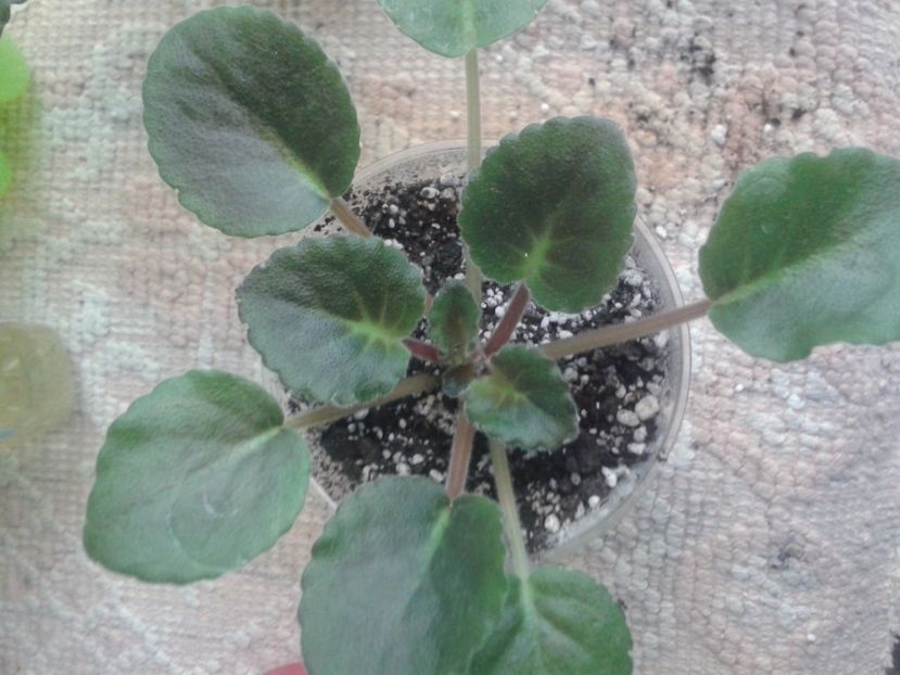 21 martie - ZZ Buckeye Blushing