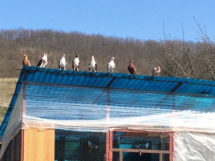  - 001 prima ieșire 2017