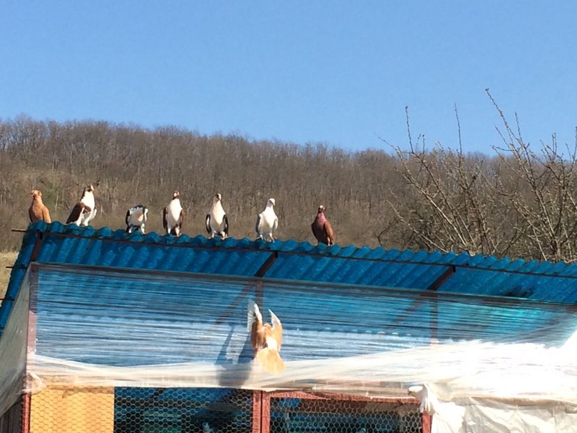  - 001 prima ieșire 2017