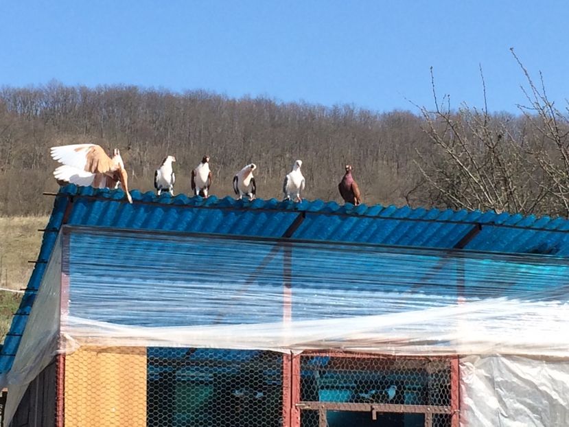  - 001 prima ieșire 2017