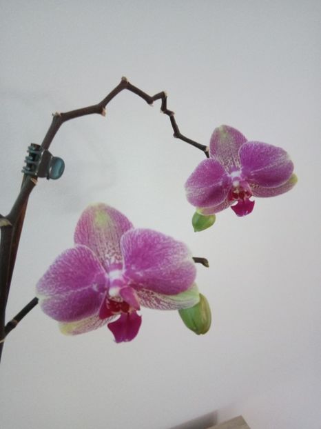  - florile mele dragi