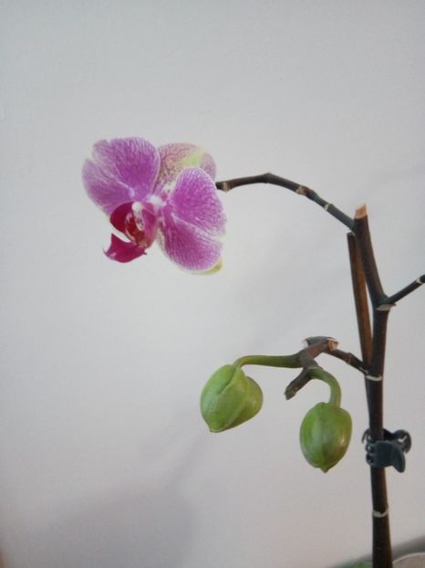  - florile mele dragi